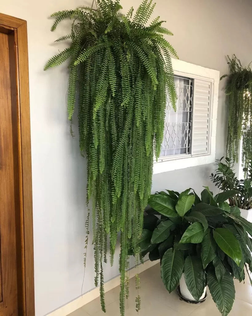 Plantas de dentro de casa