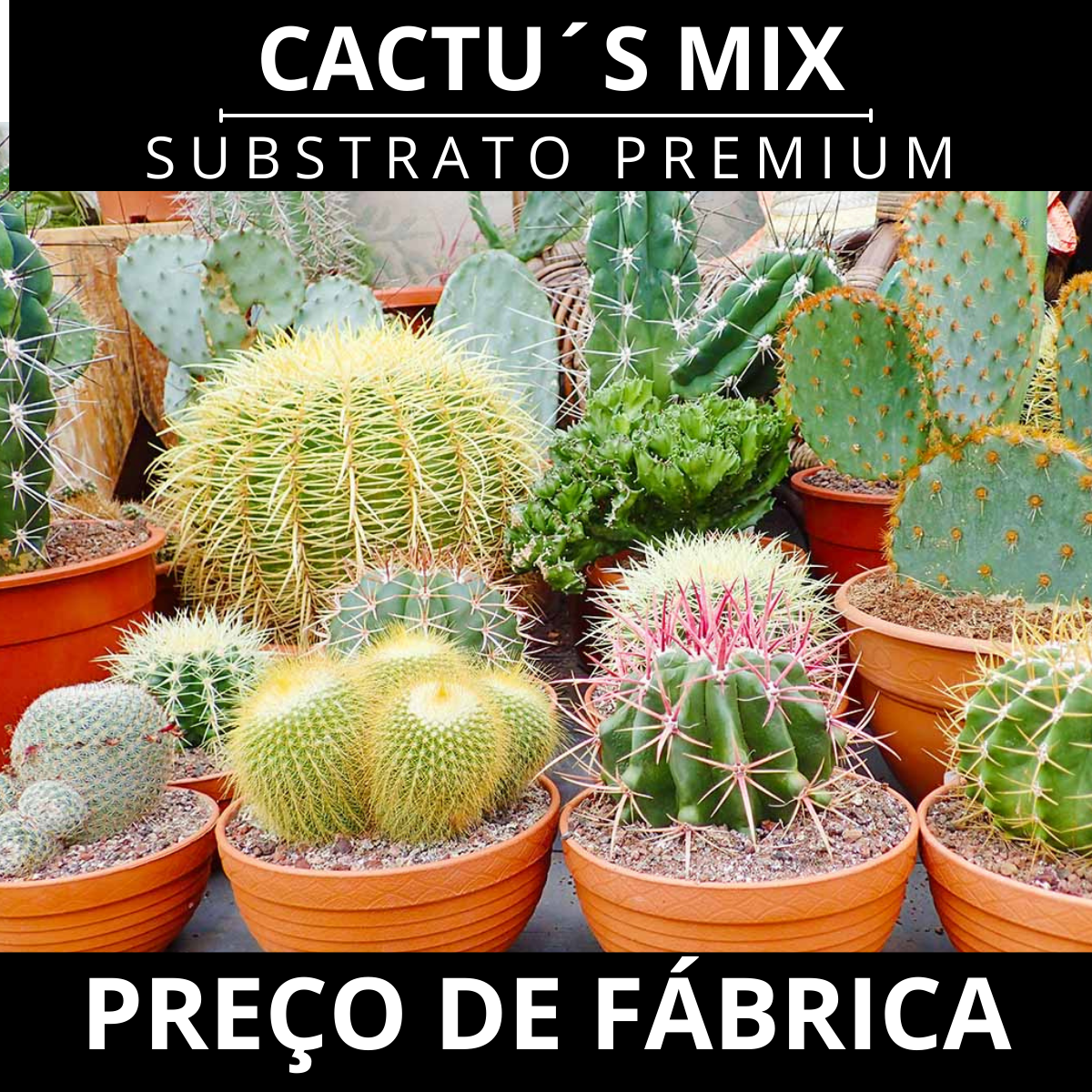 Substrato para Cactos Alta Drenagem Pronto para Uso Cactus