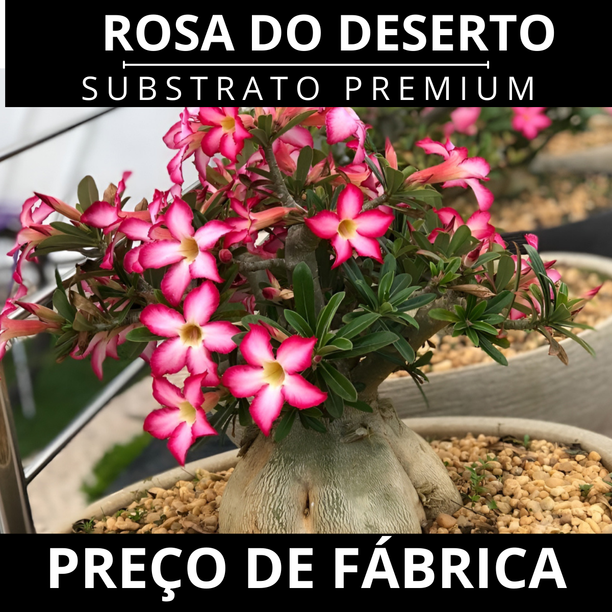 Substrato para Rosa do Deserto Premium Alta Drenagem Pronto Uso – Franco Garden