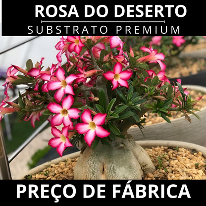 Substrato para Rosa do Deserto Premium Alta Drenagem Pronto Uso – Franco Garden
