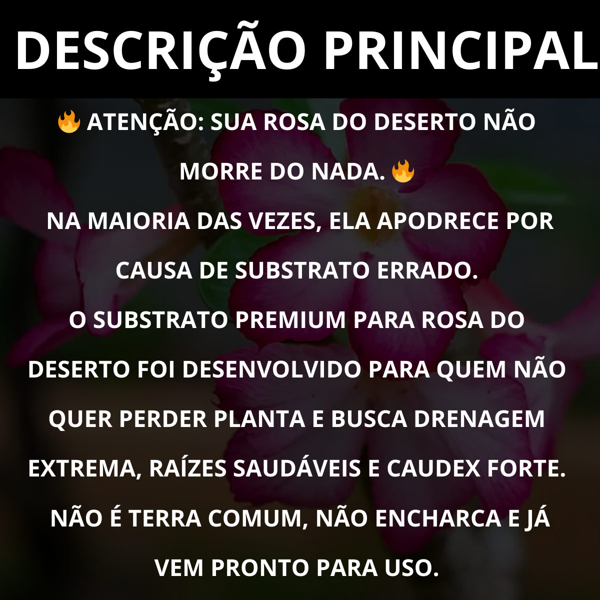 Substrato para Rosa do Deserto Premium Alta Drenagem Pronto Uso – Franco Garden
