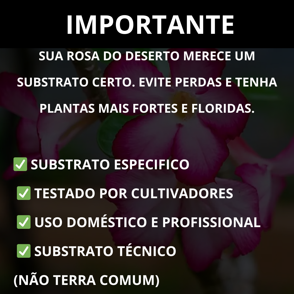Substrato para Rosa do Deserto Premium Alta Drenagem Pronto Uso – Franco Garden