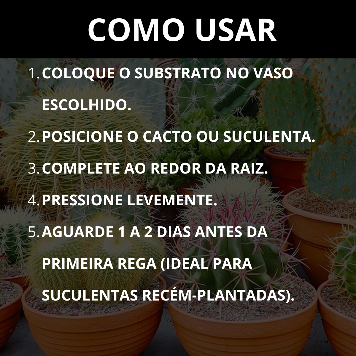 Substrato para Cactos Alta Drenagem Pronto para Uso Cactus