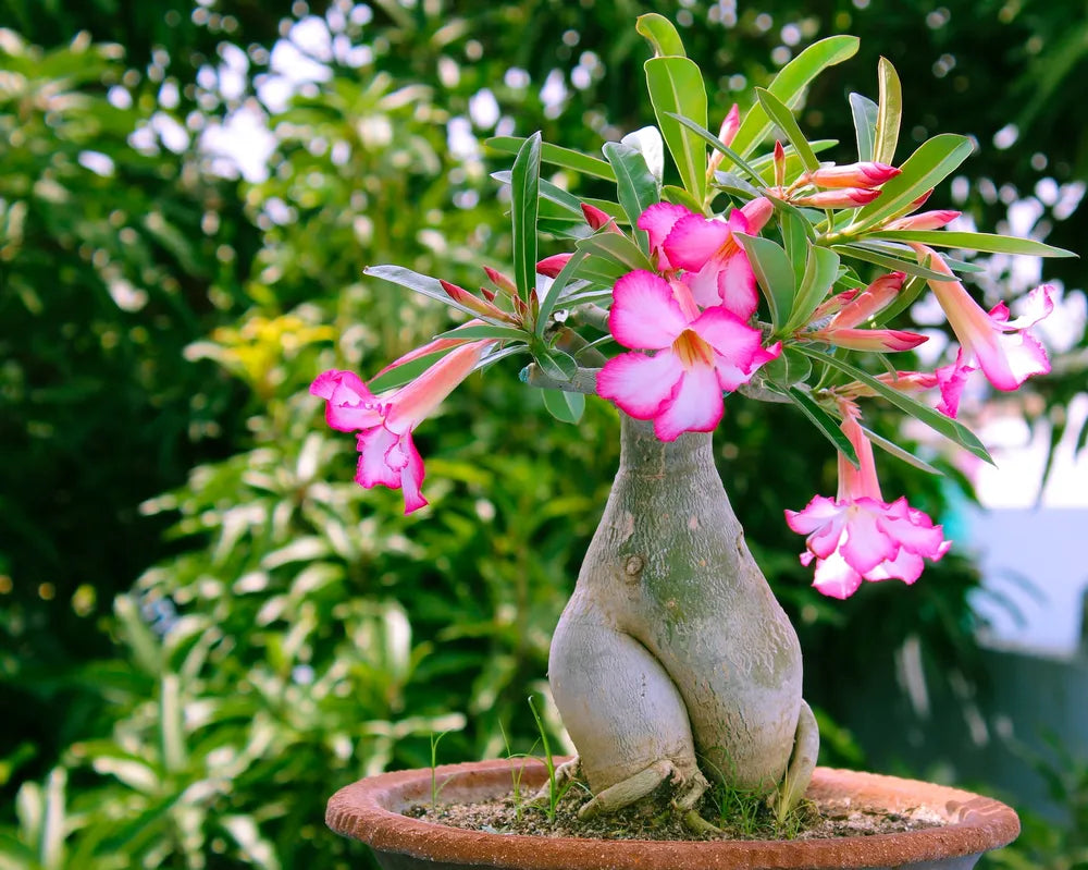 Substrato para Rosa do Deserto Premium Alta Drenagem Pronto Uso – Franco Garden