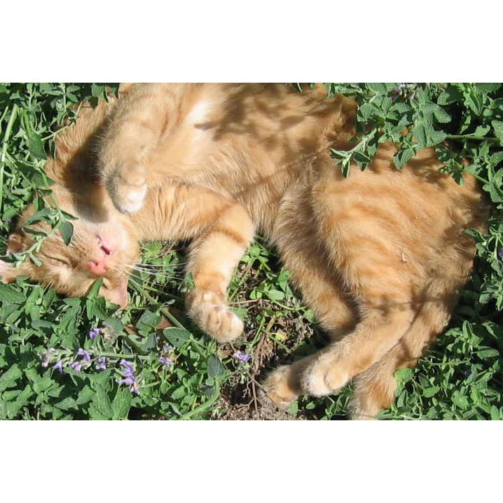 Kit Catnip para Gatos Abacate Lambe Lambe + Pirulito Natural