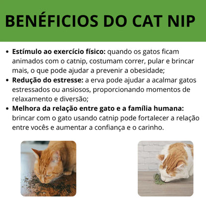 Pirulito Catnip Matatabi para Gatos Brinquedo Estimulante