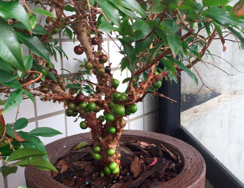 Frutíferas em vaso